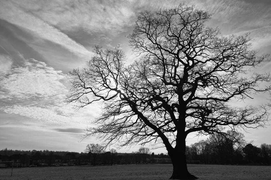 A large, leafless tree with an intricate network of branches extending in various directions is positioned prominently in an open field. The sky above is partly cloudy with streaks of clouds visible across the horizon, and the scene is captured in black and white. In the background, there is a row of small buildings and additional trees, suggesting a suburban or park setting. The foreground shows the grassy area surrounding the tree, which is clear and unobstructed. Although the image does not depict moving objects or specific furniture, it reflects a calm, outdoor environment that could be relevant in the context of house removals or home relocation, where outdoor space preparation is part of the moving process. This scene can be connected to the planning stages of a move with [COMPANY_NAME], such as site clearance or logistical assessment for furniture transport and loading, within the scope of professional removals services provided by [DOMAIN].
